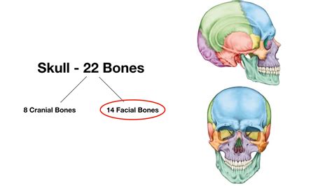 What has 22 bones?